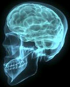 brain.jpg